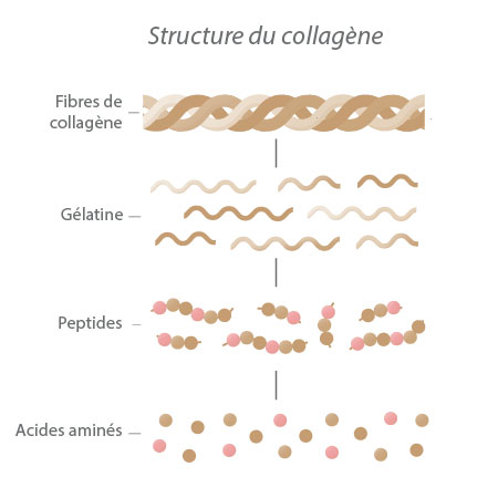 Pourquoi opter pour des péptides de collagène ?